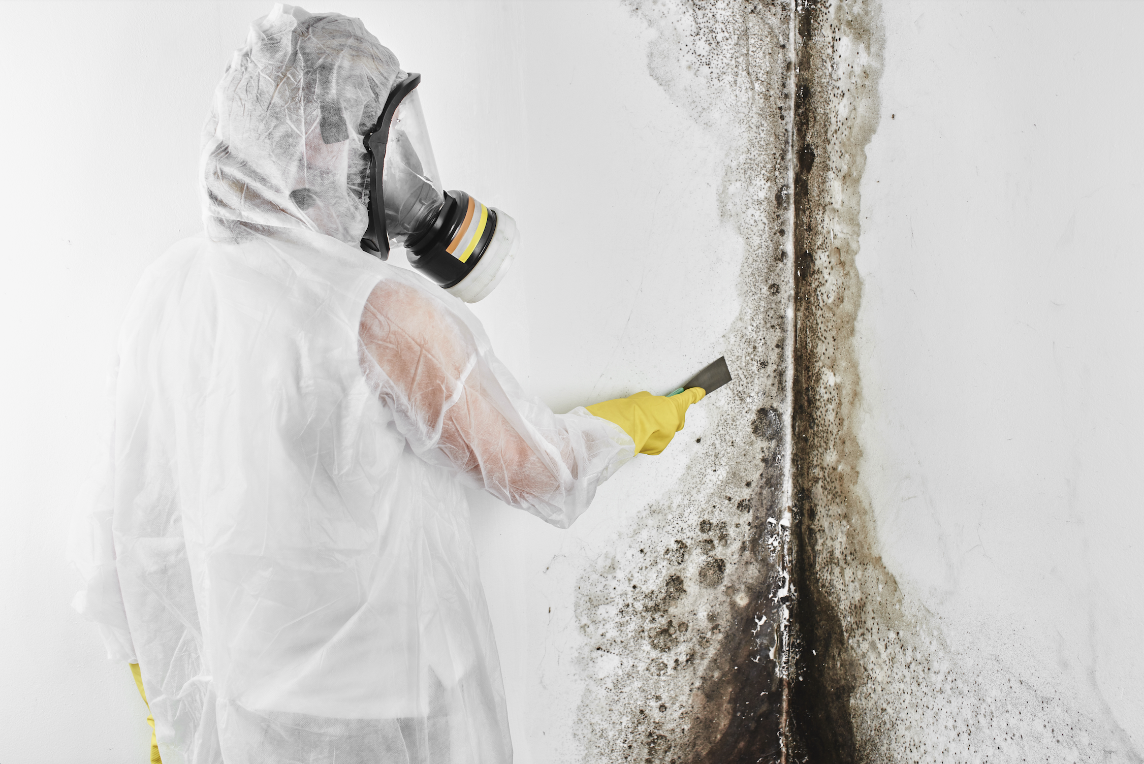 Read more about the article Chattanooga Mold Inspectors